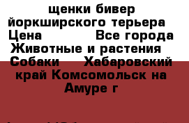 щенки бивер йоркширского терьера › Цена ­ 8 000 - Все города Животные и растения » Собаки   . Хабаровский край,Комсомольск-на-Амуре г.